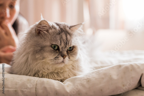 Relax white persian cat on bed