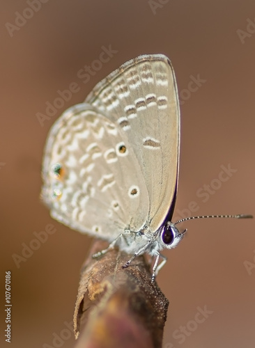 Blue tiger butterfly with smooth green background photo