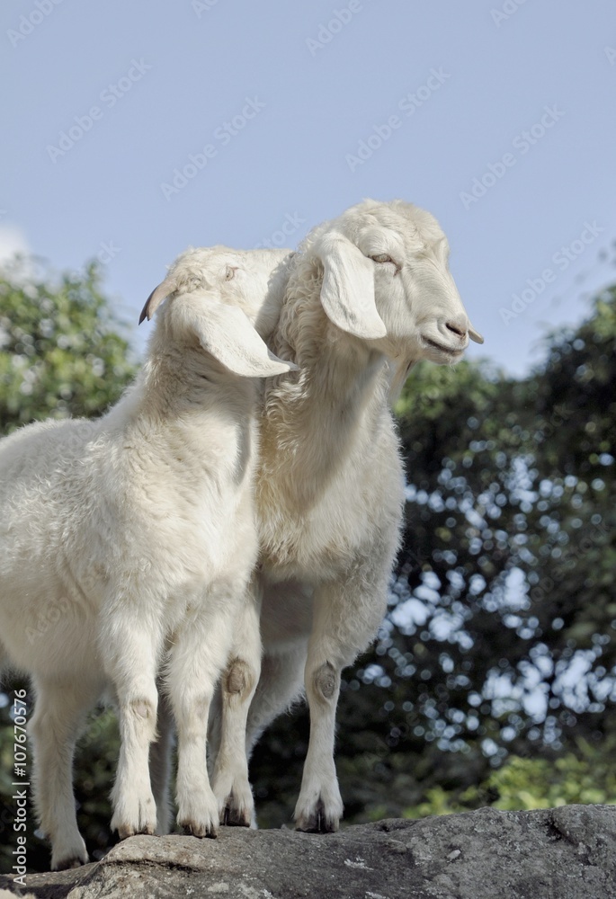 Obraz premium couple of goat standing on top of a rock
