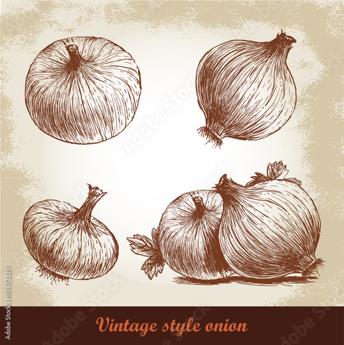 Onion hand drawn set. Vintage retro background with hand drawn sketch onions. Herbs and spices vector illustration
