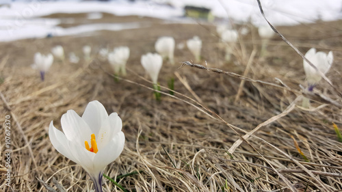Fotografia, Obraz Flower meadow with white crocuses in front of alpine hut