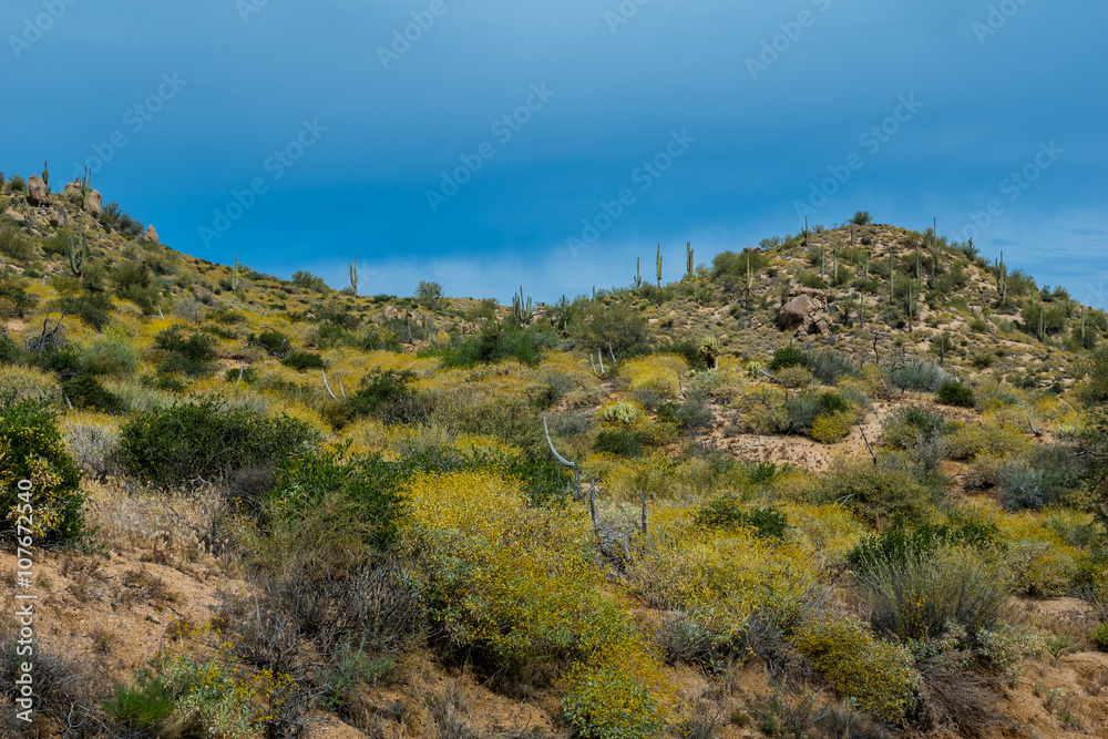 Hidden Treasures abound around Phoenix Arizona
Hidden Treasures abound around Phoenix Arizona
