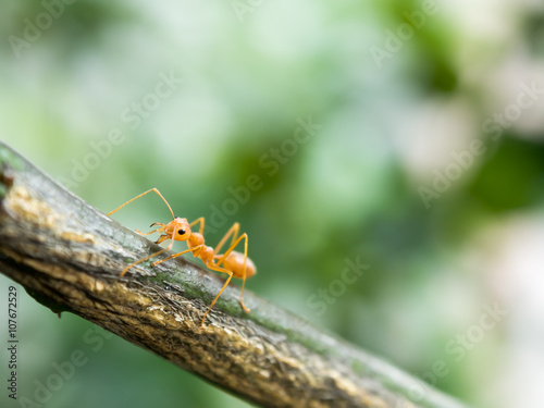 One orange ant walking on tree. Original tone