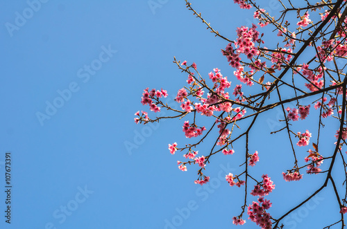 Wild himilayan cherry blossom