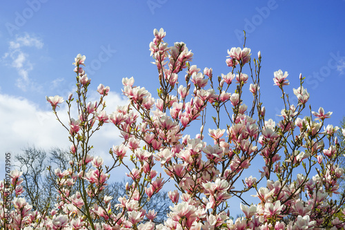 Magnolienblüten vor lichtblauem leicht bewölktem Himmel