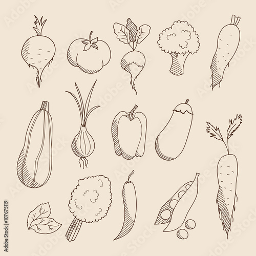 Collection of linear hand drawn sketched vegetables: tomato, onion, beets, zucchini, eggplant, peppers, broccoli, peas, lettuce, carrot