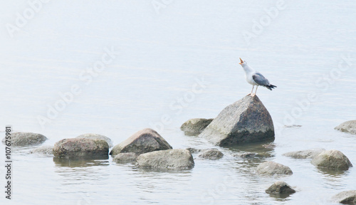 gull on rocks in the water © mskphotolife