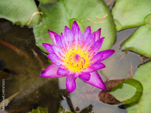 Colorful blooming waterlily or lotus flower