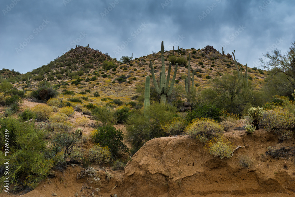 Fototapeta premium Hidden Treasures abound around Phoenix Arizona 