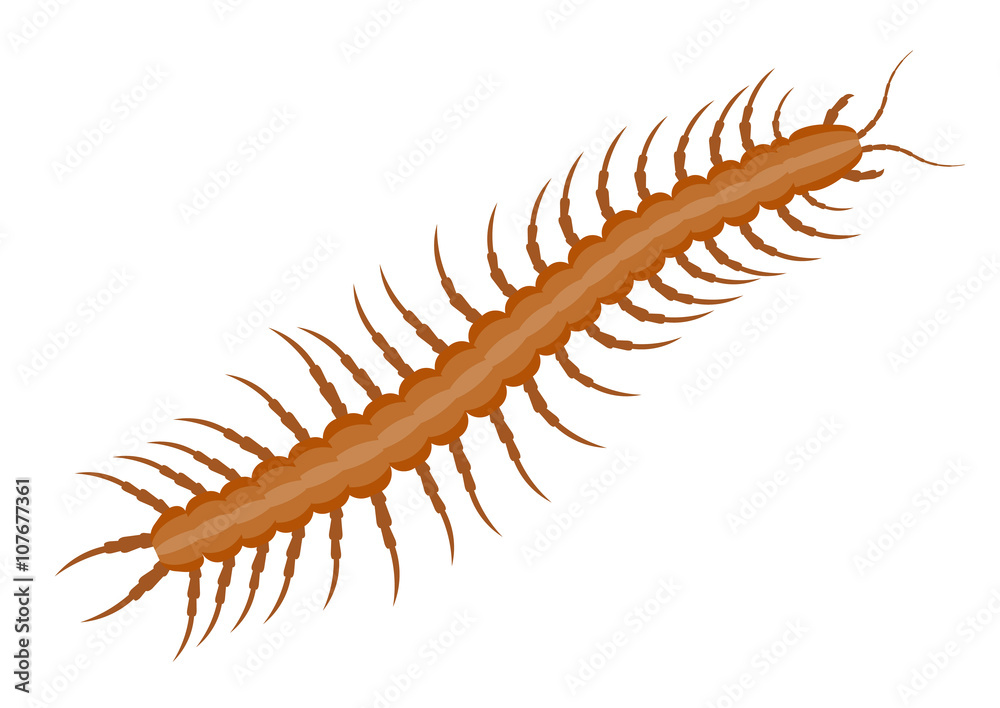 Fototapeta premium Realistic centipede vector illustration