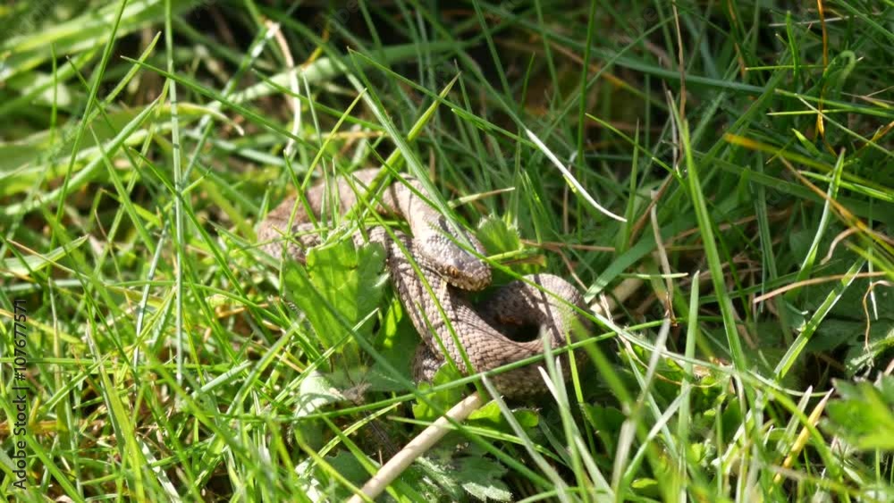Juvenile Adder Snake.( Vipera berus) Approx 10cm Long Juvenile Adder Snake.( Vipera berus) Approx 10cm Long