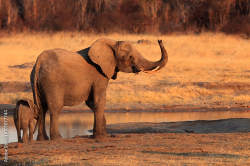 The African bush elephant  Loxodonta africana  by the waterhole