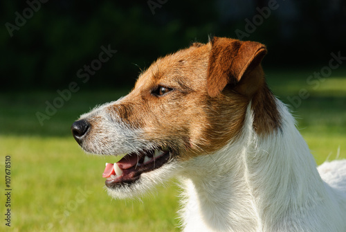Jack Russell Terrier breed puppy dog portrait (side view)