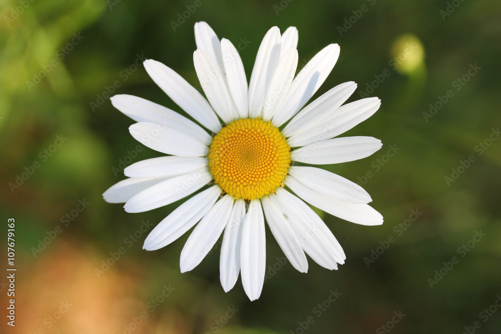 Fototapeta premium Daisies (Leucanthemum vulgare)