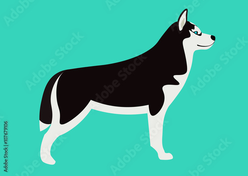 Siberian husky vector illustration. Isolated adorable black and white Husky