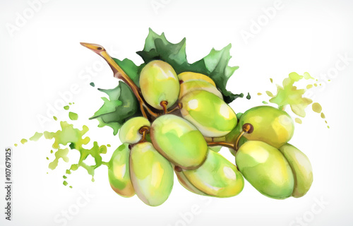 Watercolor painting, grapes, vector illustration, isolated on a white background
