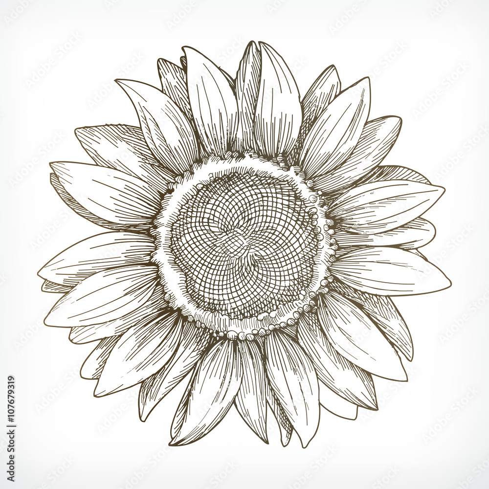 Sunflower - Rainbow, Pride, Sunflower, Drawing, Digital Image