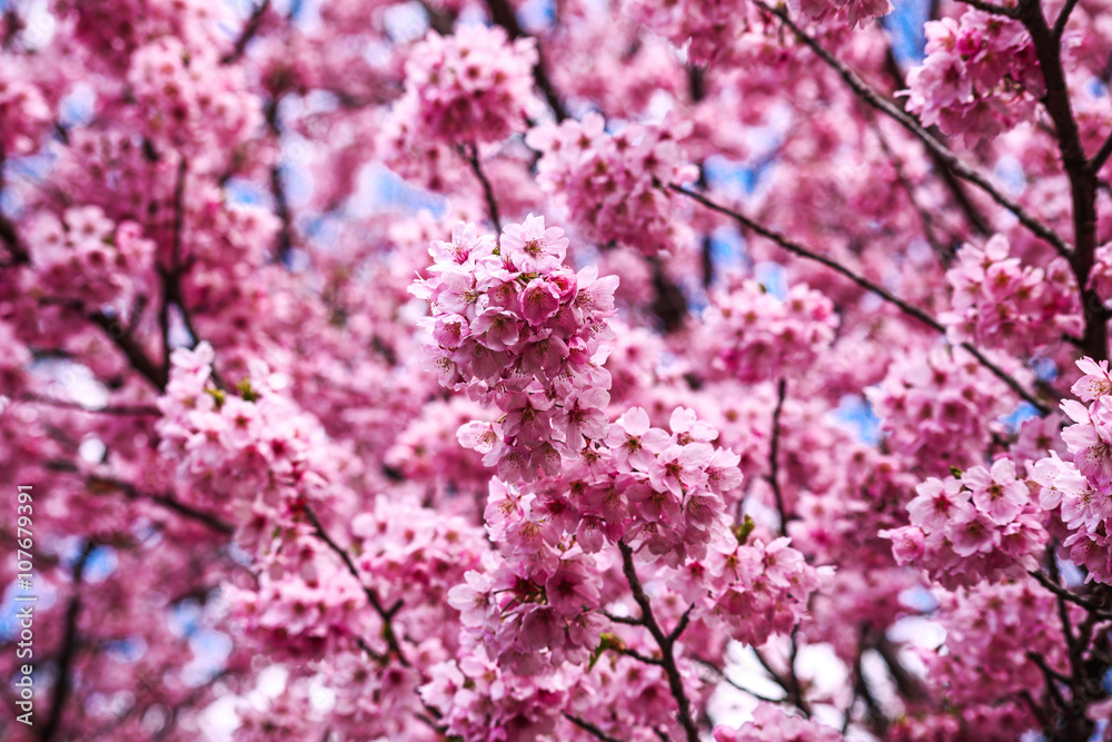 The cherry blossoms.
Flowering trees in the spring. Japan. Tokyo.
The cherry blossoms.
Flowering trees in the spring. Japan. Tokyo.