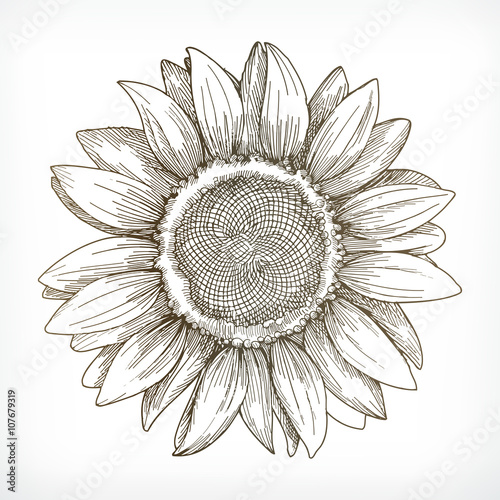 Sunflower sketch, hand drawing, vector illustration