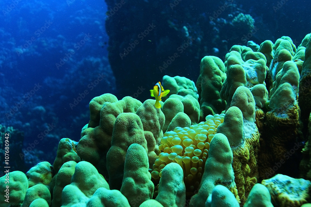 tropical sea underwater landscape tropical sea underwater landscape