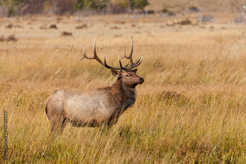 Bull Elk During the Fall Rut