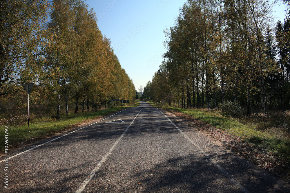 Fototapeta premium Droga w lesie jesienią