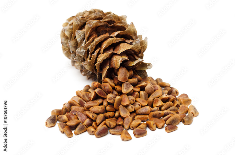 cedar cone and seeds on white background