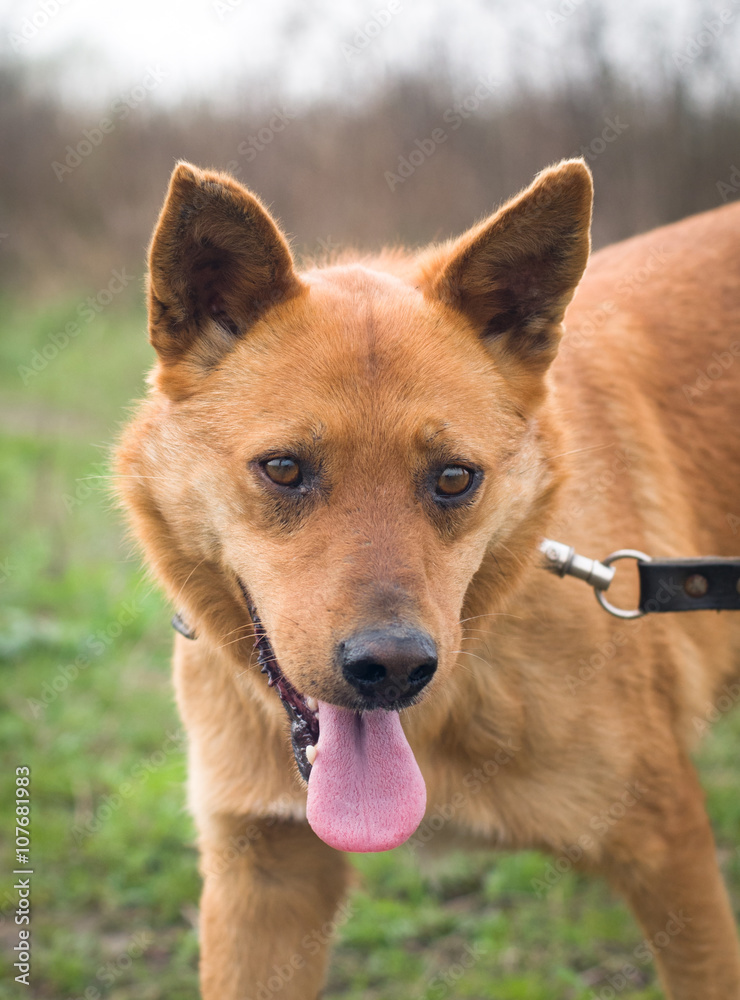 Red mixed breed dog portrait