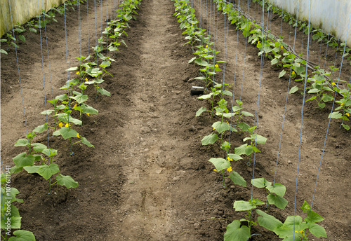 Fototapeta Naklejka Na Ścianę i Meble -  seedlings of cucumbers in a greenhouse