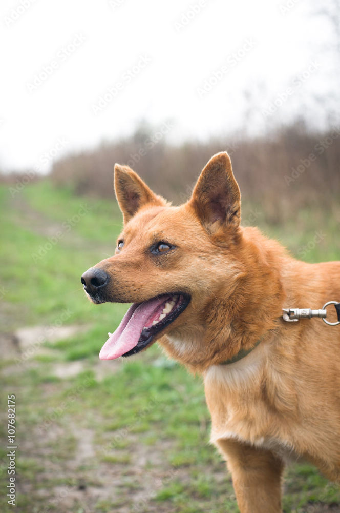 Red mixed breed dog portrait