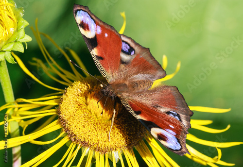 Butterfly on a flower inula. Shallow depth of field