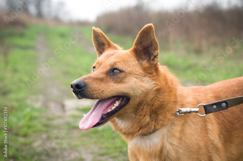 Red mixed breed dog portrait