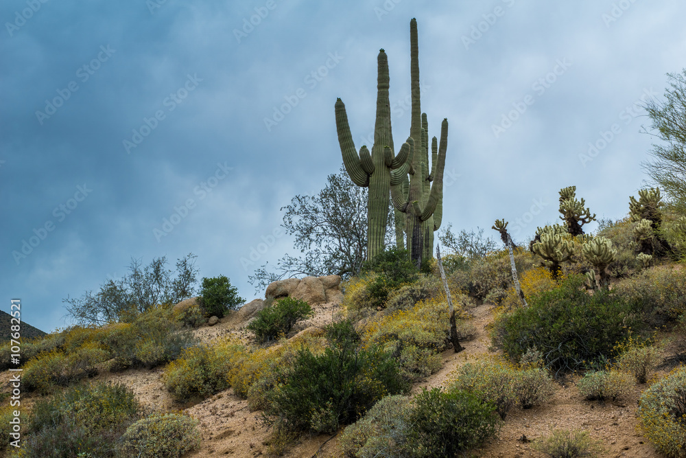 Hidden Treasures abound around Phoenix Arizona
