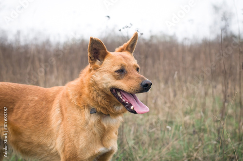 Red mixed breed dog portrait