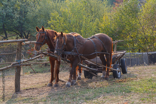 Horses harnessed to a cart on the farm. Animals © DmyTo