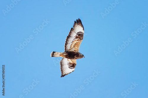 hawk the Sparrowhawk flying in the sky to spread its wings