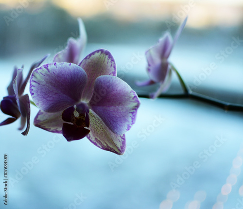 Canvas Print orchis