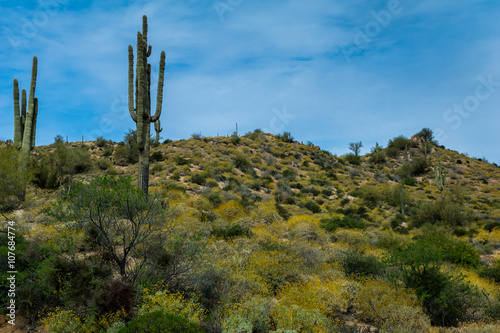 Hidden Treasures abound around Phoenix Arizona © jearlwebb