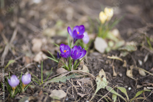 Purple crocus