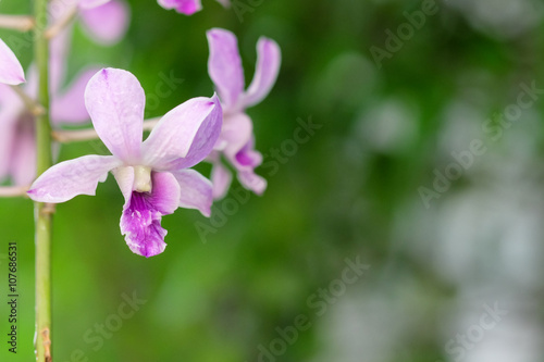 Beautiful purple orchid - phalaenopsis