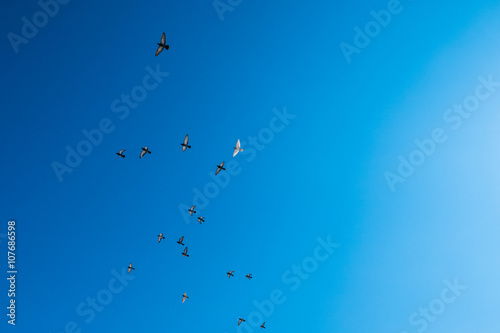 Birds in flight with blue sky above