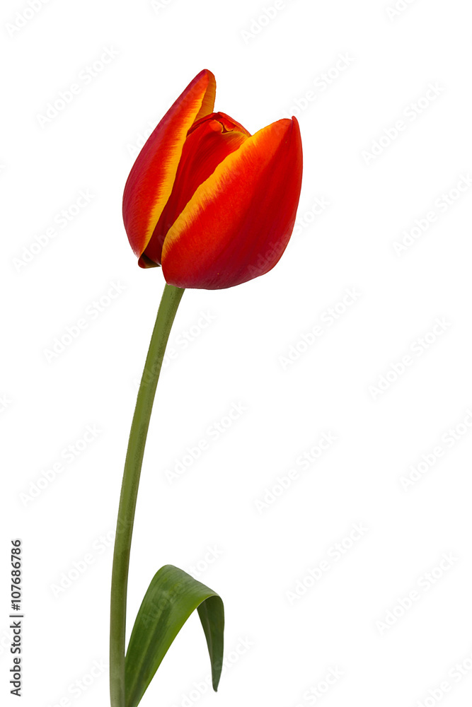 Fototapeta premium Tulip with white background