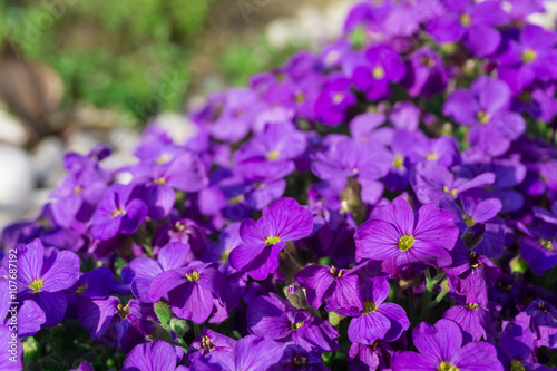 Wunderschöne Blüten des Blaukissens in Nahaufnahme