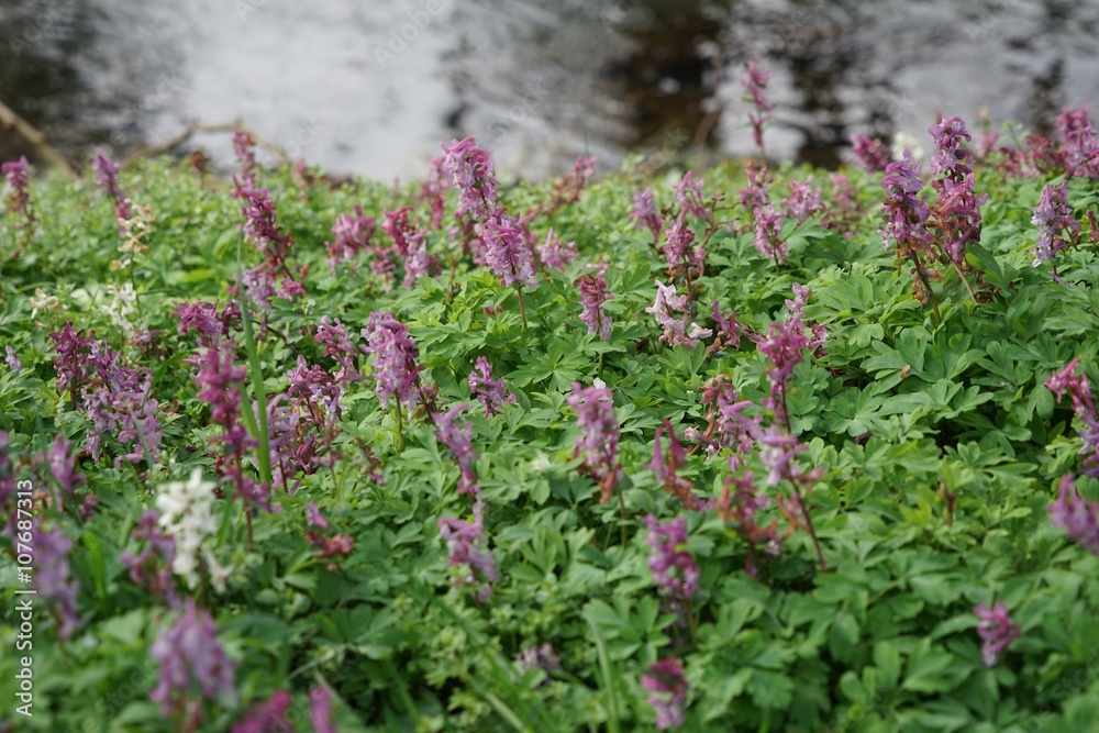 Obraz premium Blumenwiese am Fluss