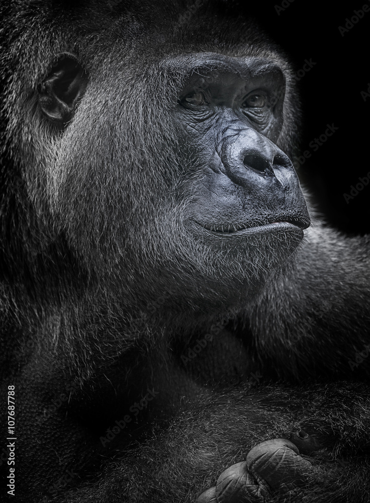 Naklejka premium portrait of gorilla