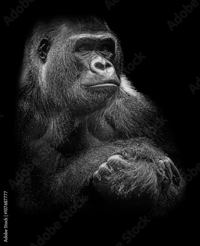 portrait of gorilla