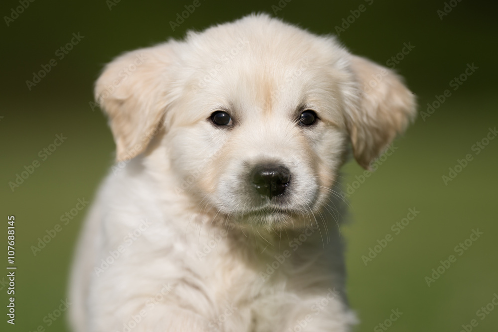 Face of young golden retriever puppy