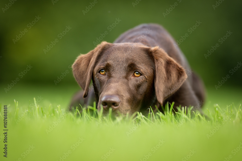 Labrador Retriever Dog