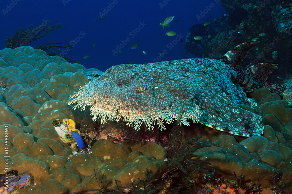 Fototapeta premium Tasselled Wobbegong (Eucrossorhinus Dasypogon) Lying on a Coral Reef against Blue Water. Dampier Strait, Raja Ampat, Indonesia