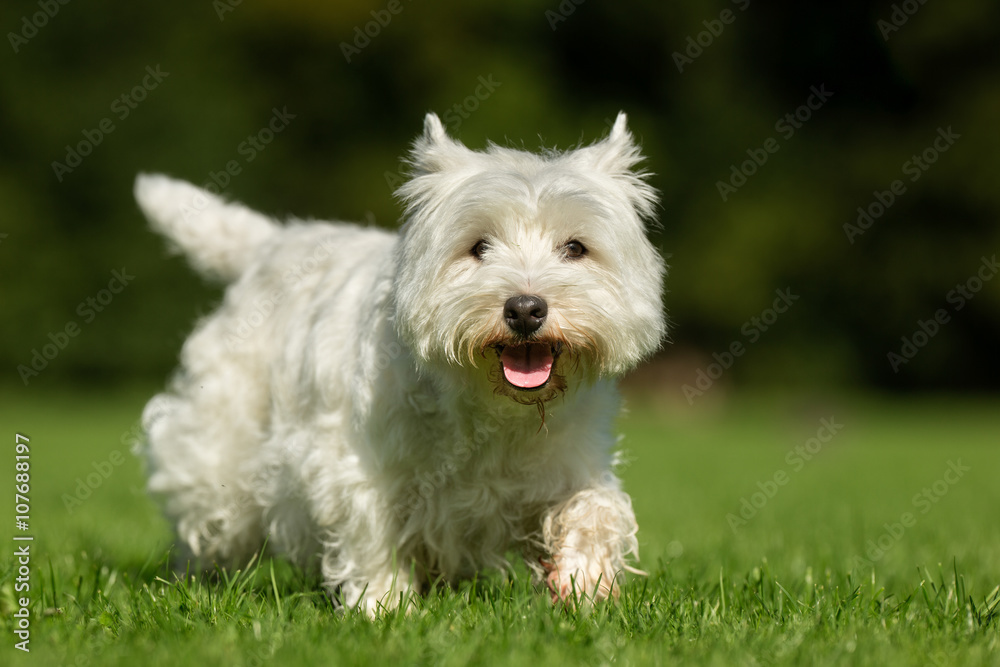 West Highland White Terrier Dog